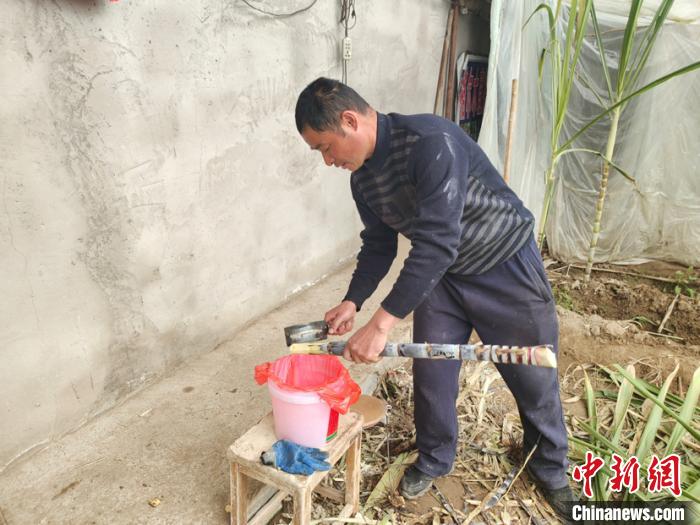 柴达木盆地腹地特色种植 为“丁”高原甘蔗增添了新的酥甜