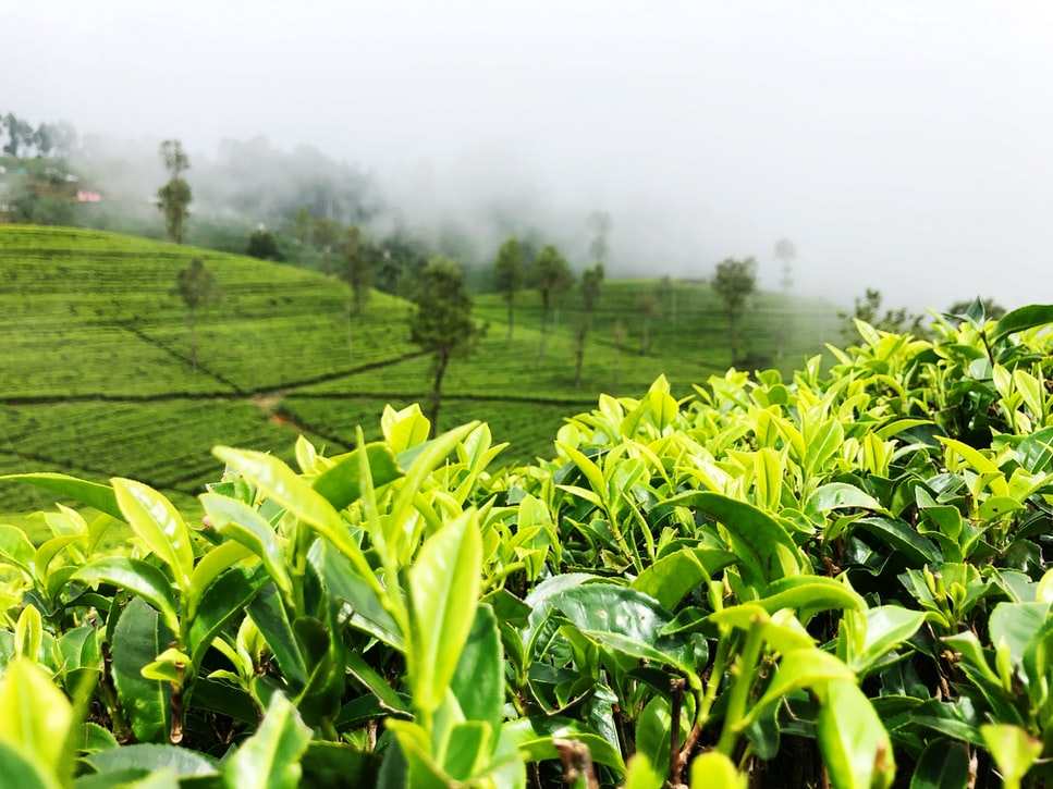 信阳毛尖更名碰瓷茅台？玩茶直接换酒有什么妙法？