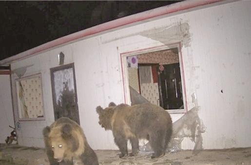 黄河源头数只棕熊破窗入室到牧民家寻找食物，被视频拍下