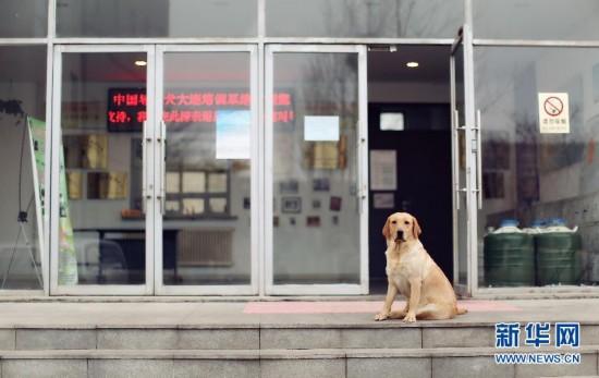 导盲犬被质疑是“奢侈”骗局？中国盲协主席：免费给盲人使用