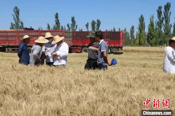 新疆兵团小麦高产1万亩 创造核心示范区亩产新高