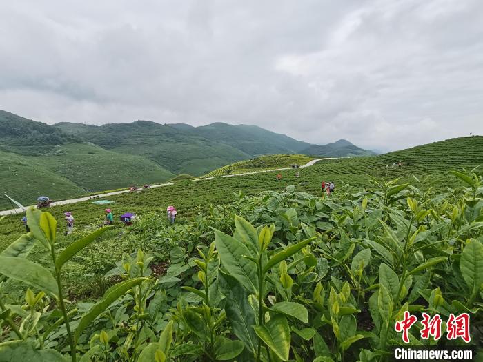 贵州思南:“新茶花开”助力乡村振兴