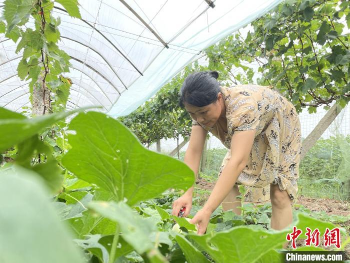 葡萄田双丰收湖南农民守地“金”