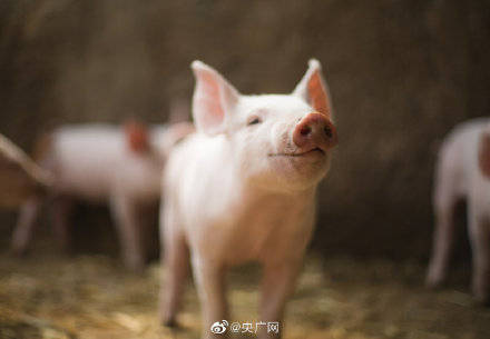 最近猪肉价格下降得很快 农业农村部呼吁大家多吃多买猪肉