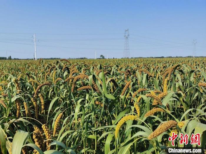 推进河北阜城旱作育雨工程种植谷子 帮助农民每亩增收1000元