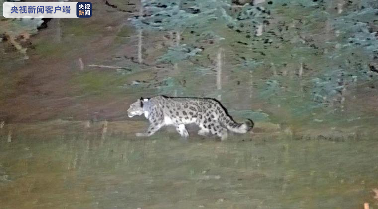内蒙古林草局:获救雪豹将在贺兰山放归自然 持续监测研究