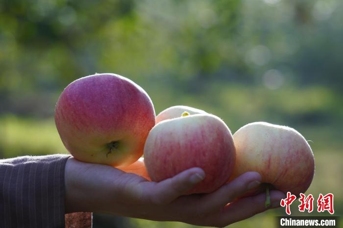 新疆阿克苏:一年中的好时光已经到了苹果和红枣被树覆盖的地步