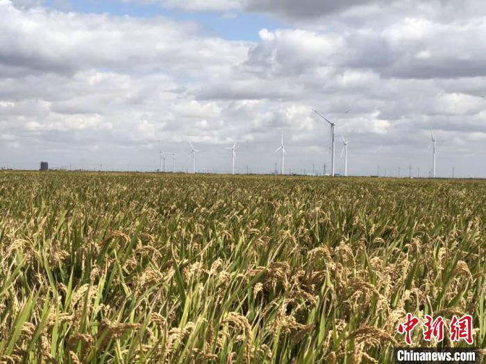 探访江苏盐碱地收获水稻:高产粮食生长在废弃的盐碱地上