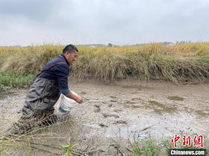 湖南大通湖稻蟹共生生态套种价格较高