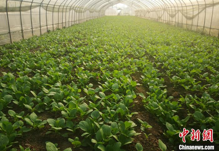 安徽合肥:田间蔬菜长势喜人 蔬菜价格大幅下降