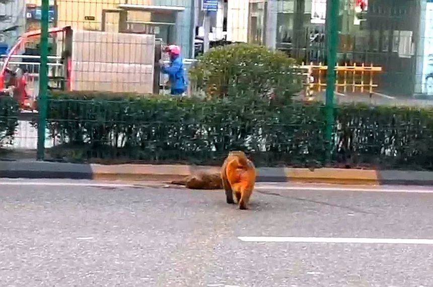 贵阳街头一猴被车撞死 同伴被车流严密守护