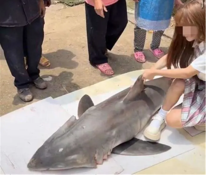 女网红直播吃二级保护动物大白鲨，渔民：它是通过皮肤排尿的