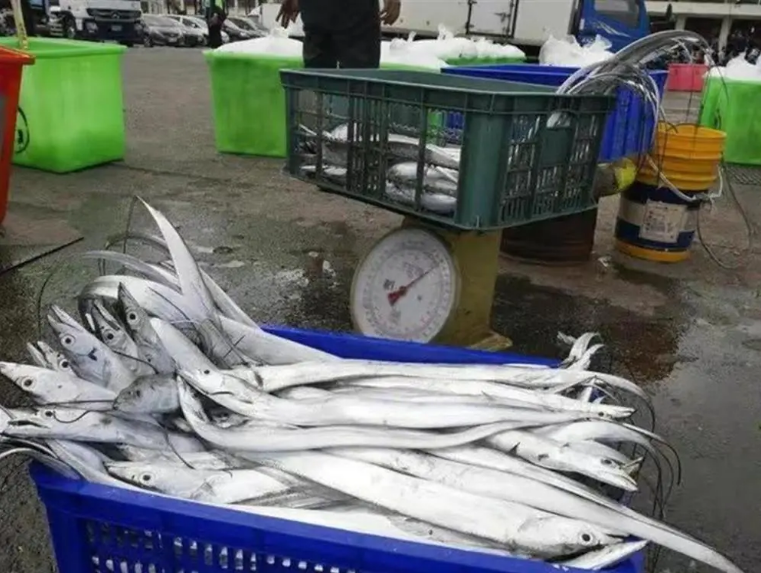 新禁令有何影响？台湾白带鱼100％外销大陆，柑橘86％