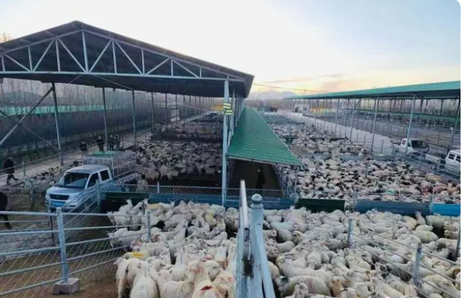 柴达木盆地最大活畜交易市场藏羊交易创新高