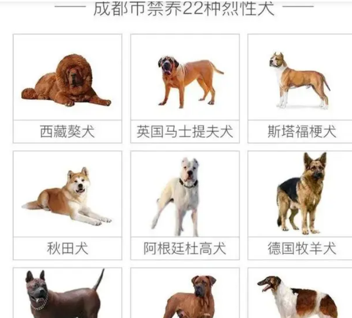 成都回应是否禁养罗威纳犬