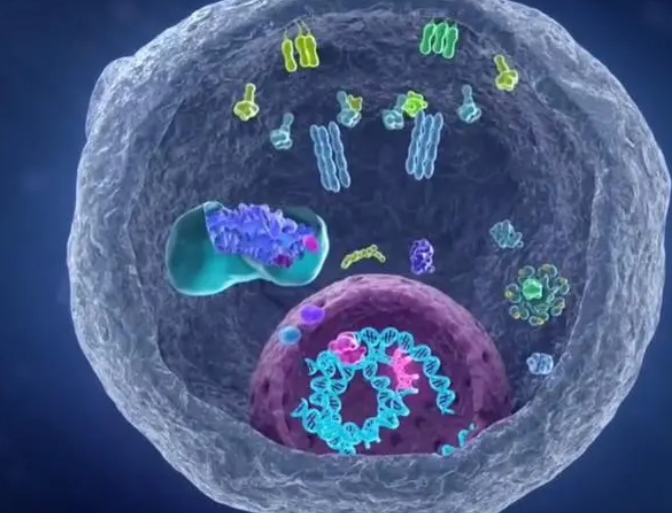 科学家找到癌细胞的生死开关