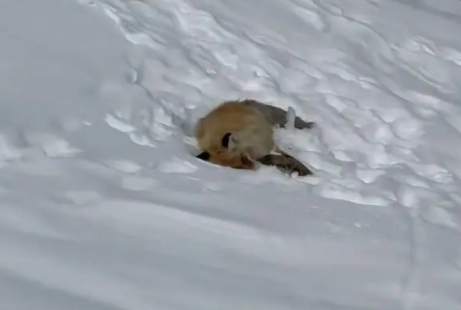 网红狐狸死在雪地里