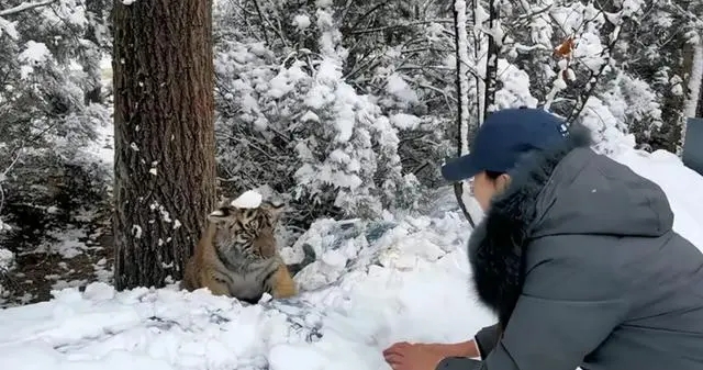 女生和虎宝宝玩雪 老虎无还手之力