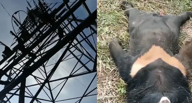 黑熊爬上高压电塔触电死亡