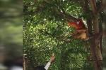 金丝猴下山串门村民热情款待