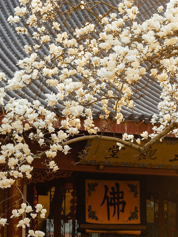 杭州法喜寺500岁玉兰盛放 迅速晋升为新