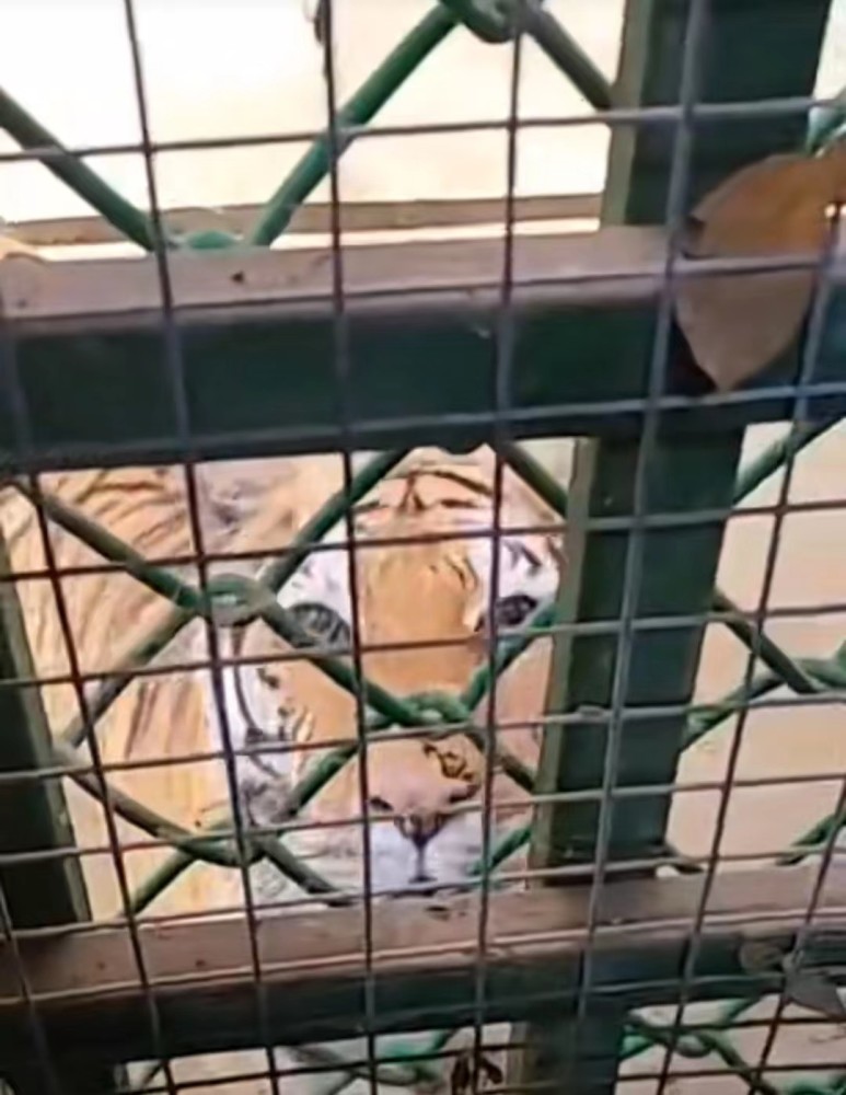 游客在河南洛阳一动物园被老虎盯着上厕所，