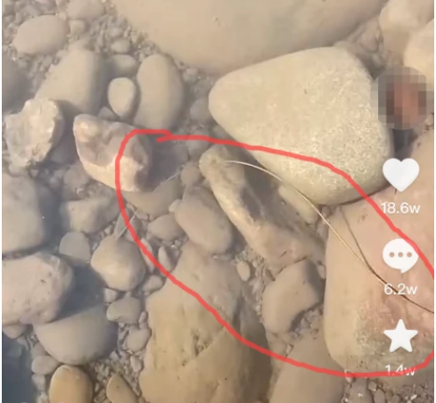 成都出现龙线虫？疾控部门已上报，专家：需