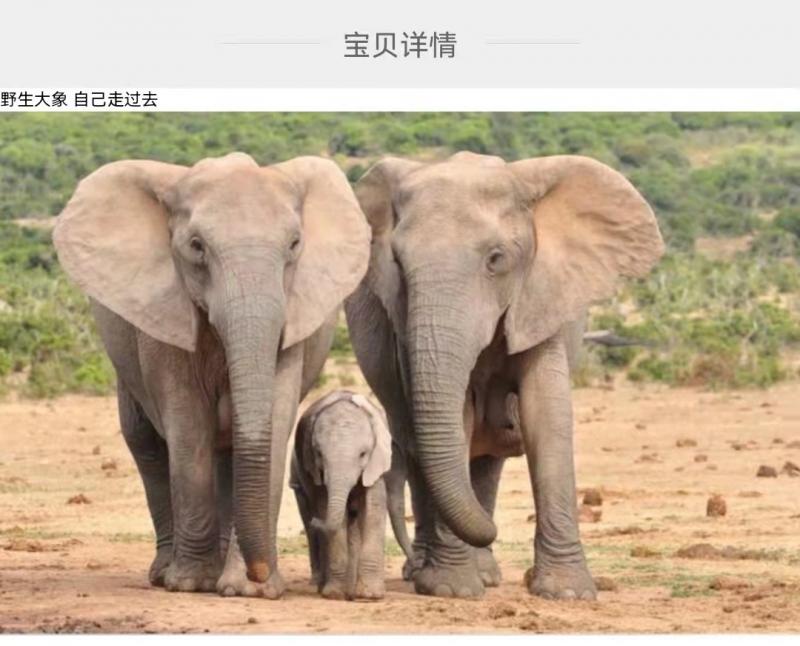超低价网上卖“野象”还号称能看导航上门 