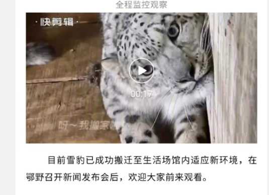 雪豹获救后怀疑被关在动物园 内蒙古林草局