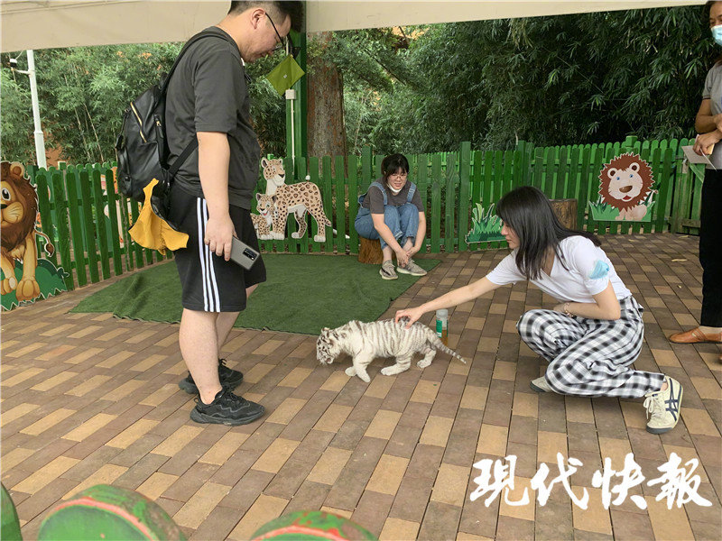 花50元就能摸到白虎幼崽 长兴太湖龙梦动