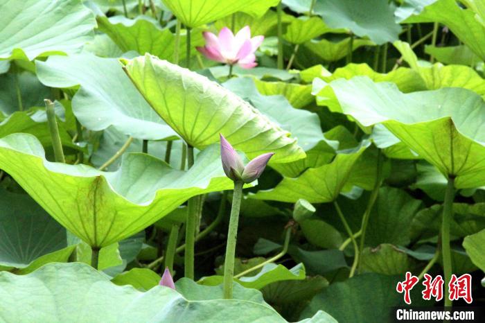 济南大明湖“网红”并蒂莲莲蓬被人偷走，景