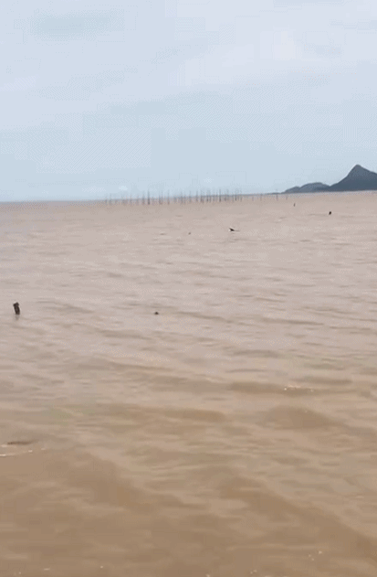 浙江台州有两只疑似鲸目海洋生物搁浅 多部