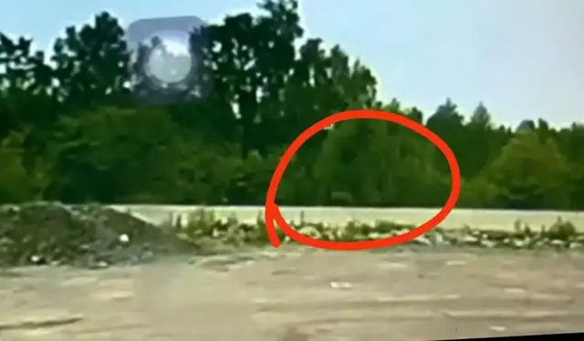 黑龙江何仪公路“两只老虎出没”？鹤岗回应