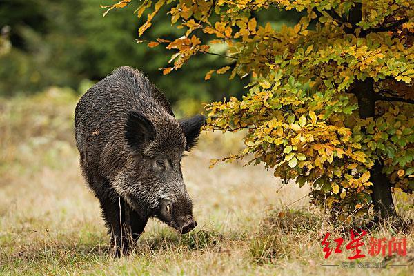 计划猎杀500头野猪？理塘县委宣传部和林