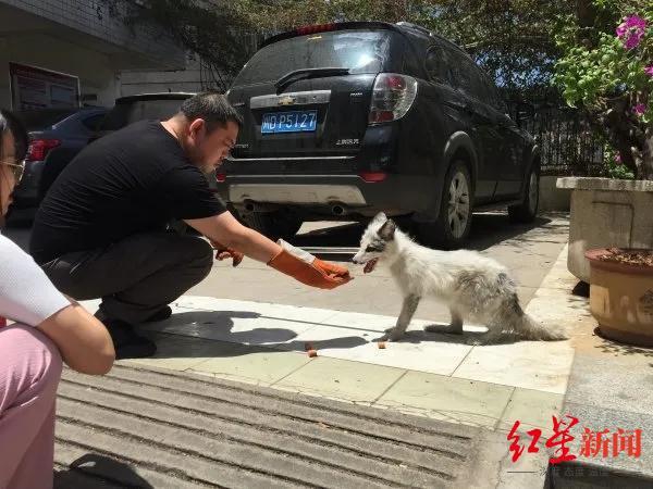 小狐狸多次闯进攀枝花一小学，已被抓捕将放