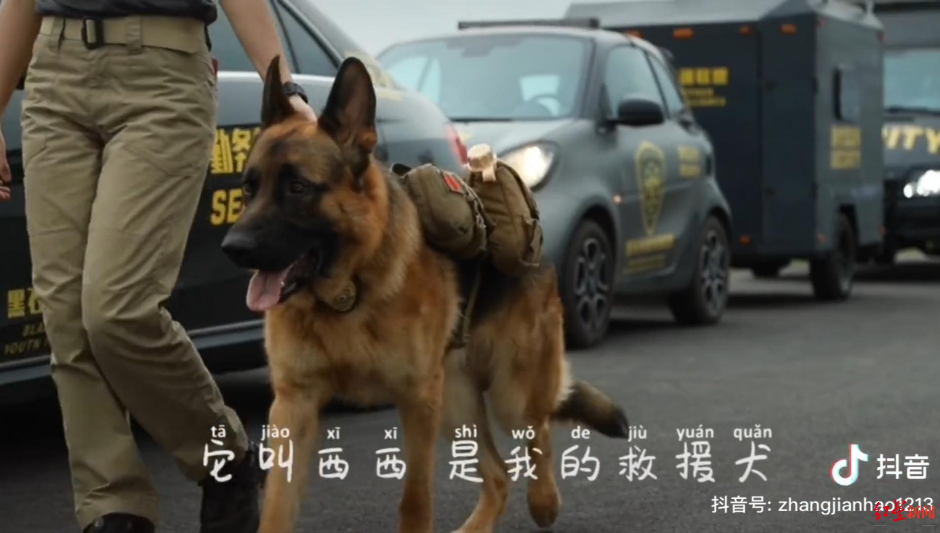 成都救援犬“西溪”的失踪引起了数百万网民