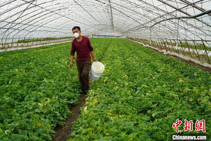 吉林城镇如何致富:从“靠天吃饭”到“靠棚