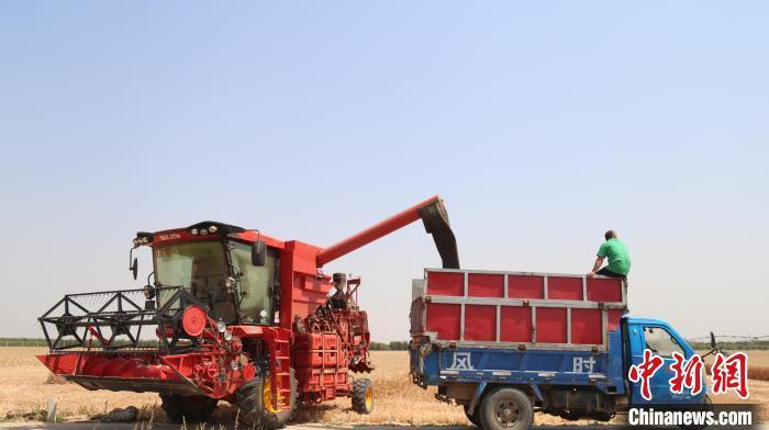 河北馆陶黑小麦3.6万亩大丰收 每亩增收