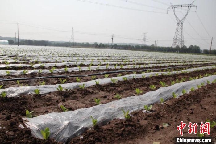 山西长子:打造千亩蔬菜产业示范带 绘就乡