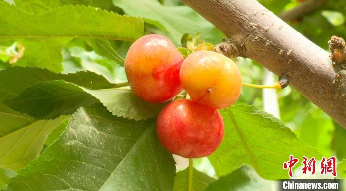 乡村振兴有新疆兵团特色 养殖势头正盛 大