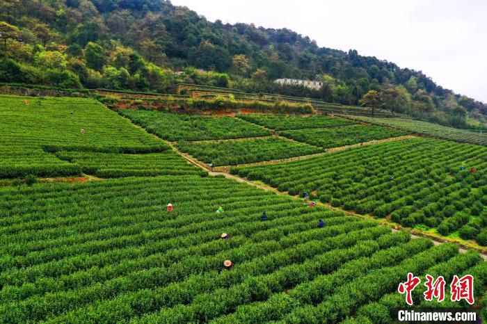 “茶乡”浙江绍兴 忙着用新技术采茶 强农