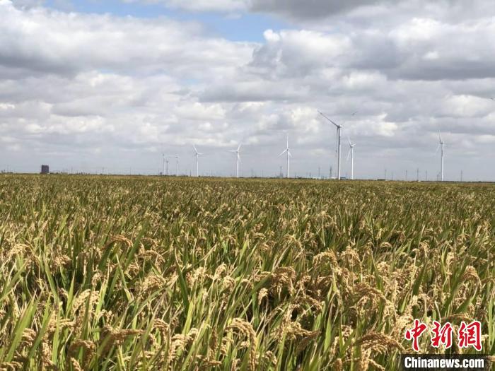 探访江苏盐碱地收获水稻:高产粮食生长在废