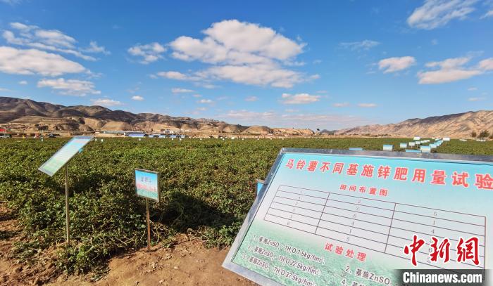甘肃定西建马铃薯绿色基地 “连乡成片”促