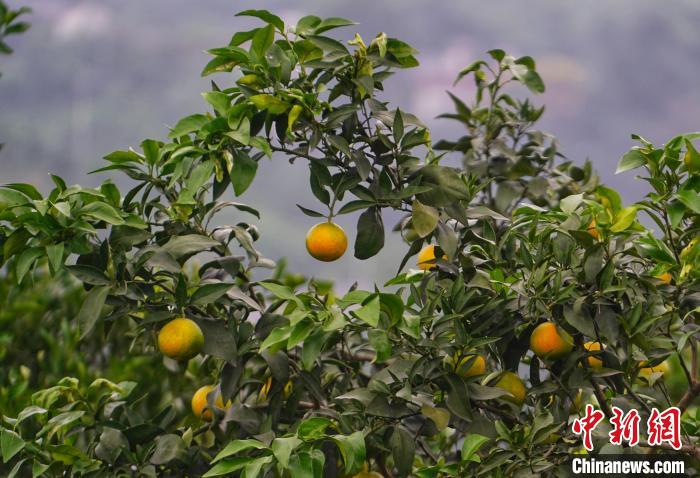 四川大力建设现代农业园区助力乡村焕发魅力