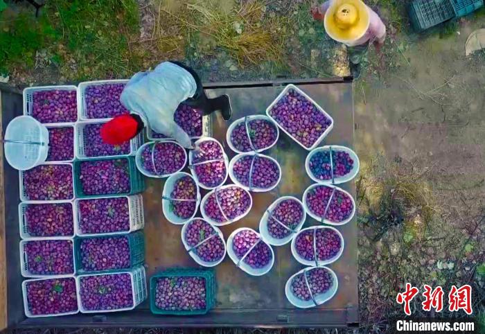 新疆巴州的迎来丰收季 卖得更多 帮助果农