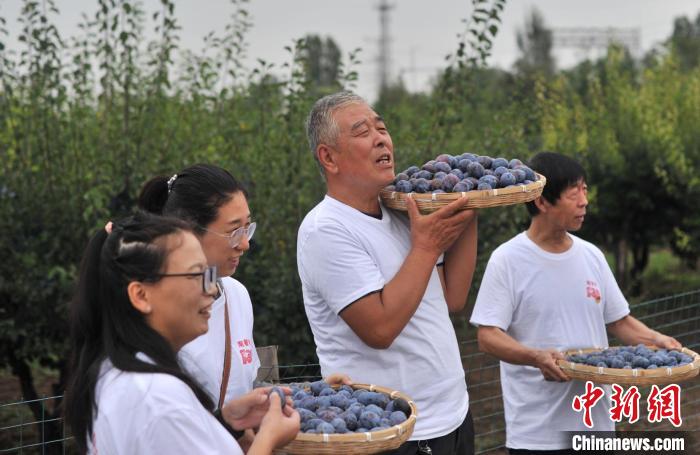 山西太原梅西树变“摇钱树”特色种植业推动