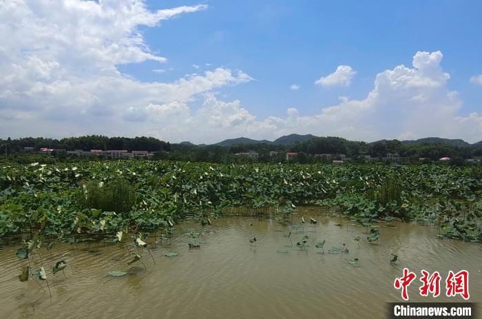 湖南乡村振兴实践:产业振兴乡村富农生态蝴