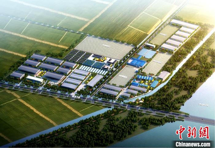 江苏省沛县:大沙河岸边的小蘑菇撑起乡村 