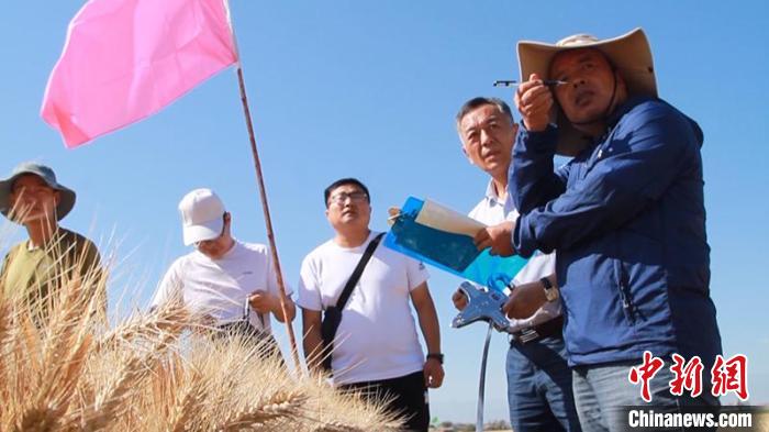 亩产858.72公斤！新疆兵团创冬小麦高