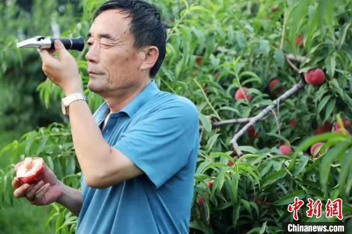 河北萍乡万亩果林的清香 结出浓郁的“金果